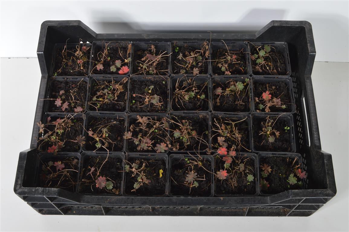Geranium sanguineum - 9 cm kruka