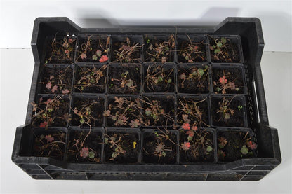 Geranium sanguineum - 9 cm kruka