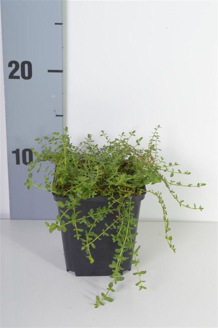 Herniaria glabra 9 cm kruka
