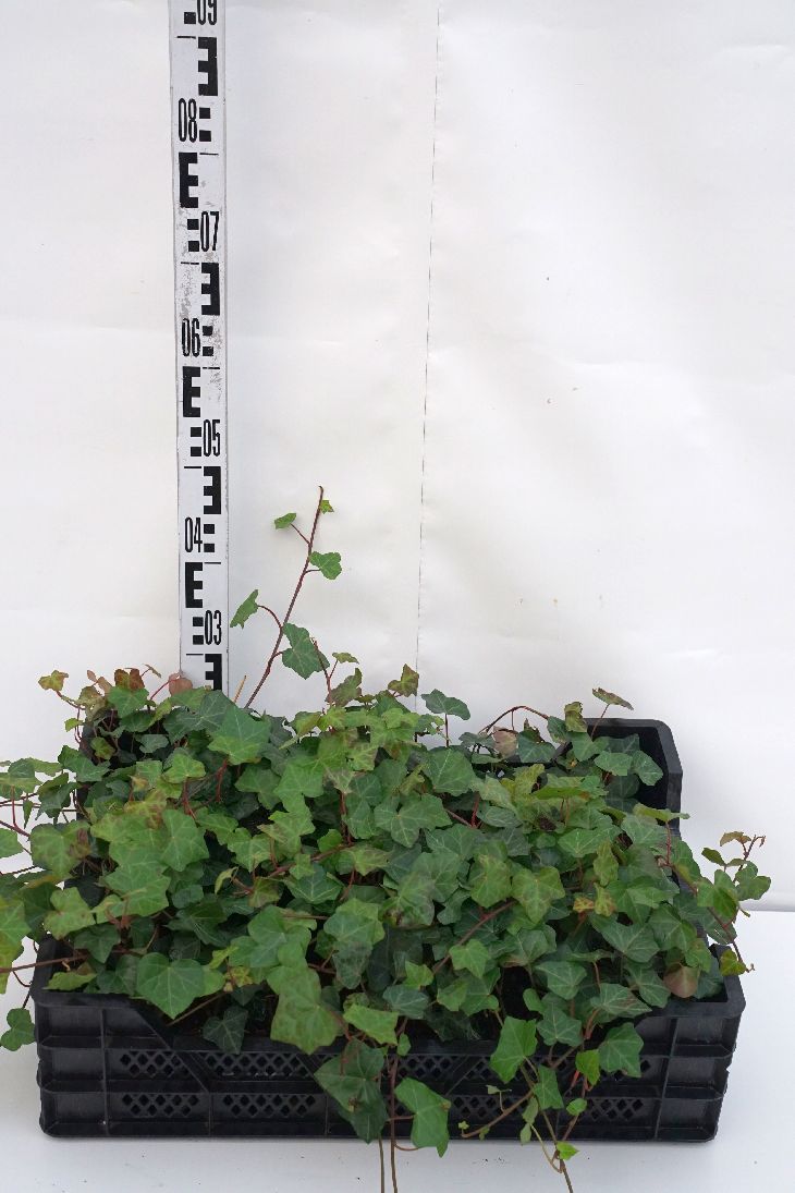 Hedera helix - 9 cm kruka