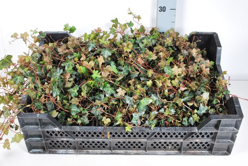 Hedera helix &
