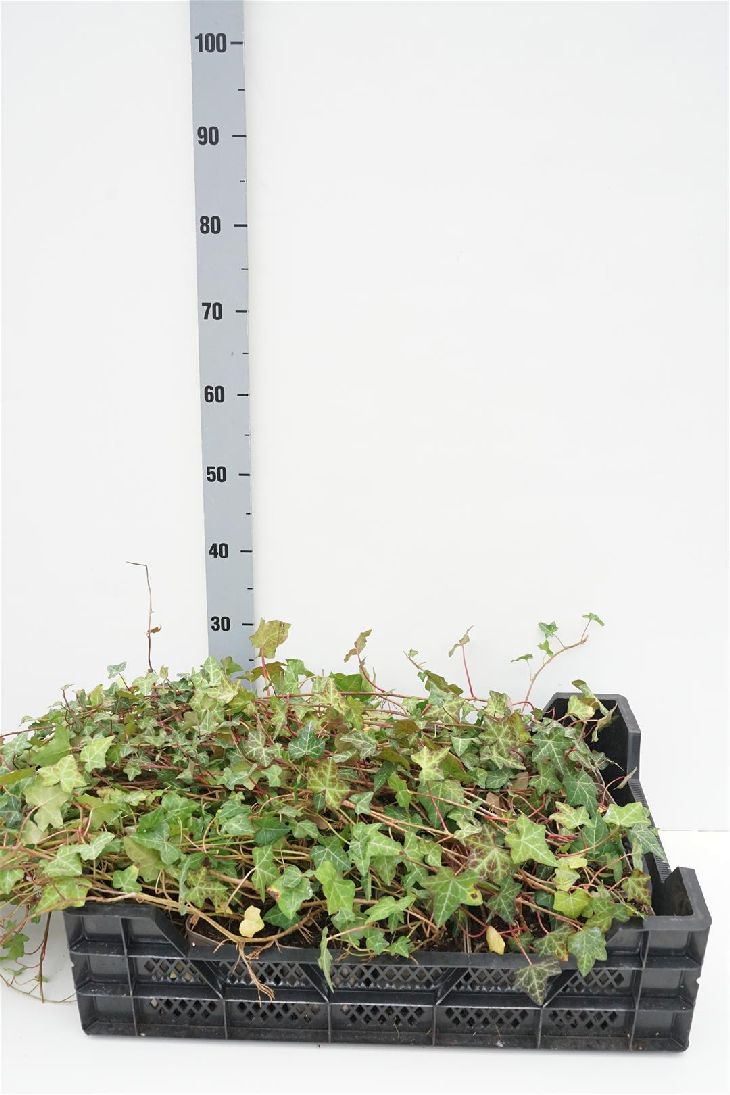 Hedera helix &