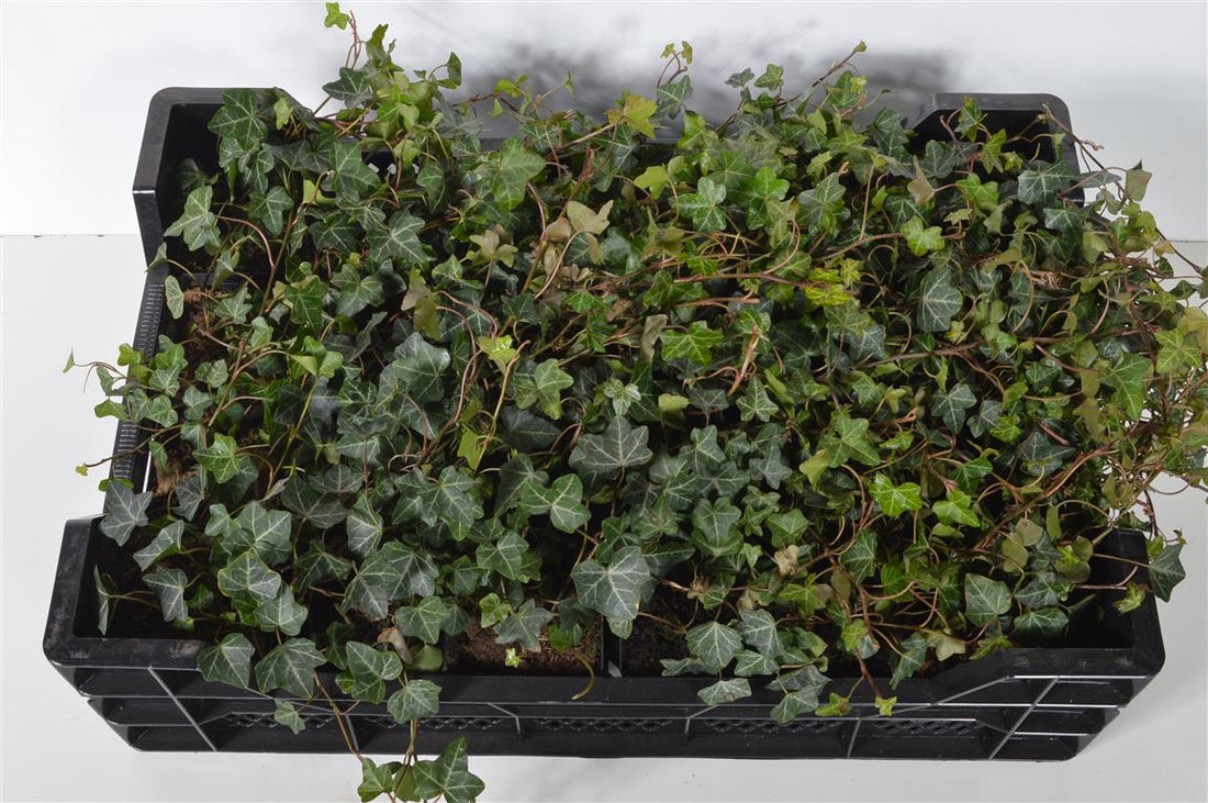 Hedera helix &