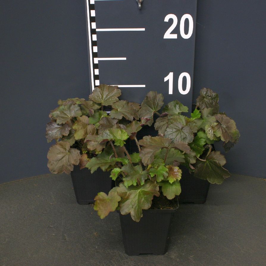 Heuchera micrantha &