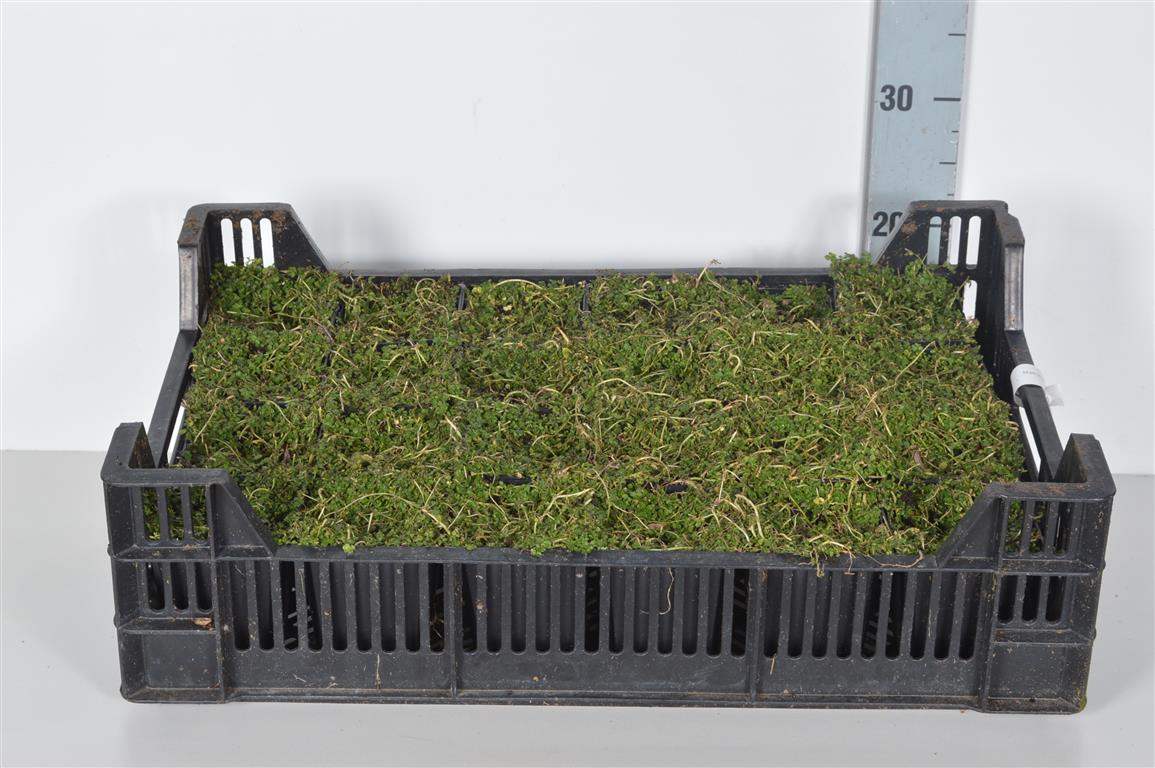 Isotoma fluviatilis 9 cm kruka