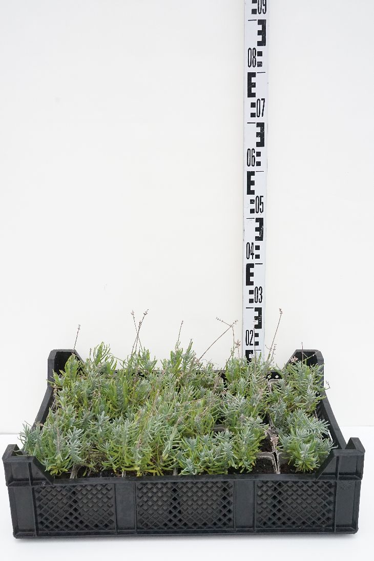 Lavandula ang. &