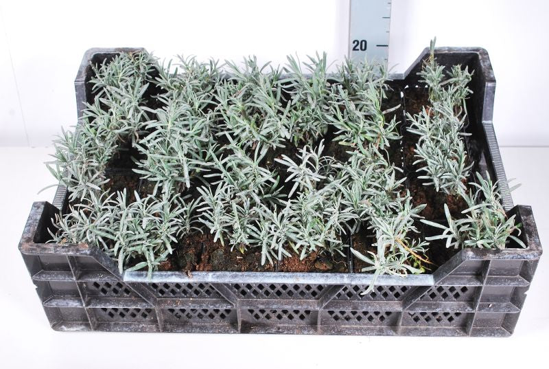 Lavandula angustifolia &