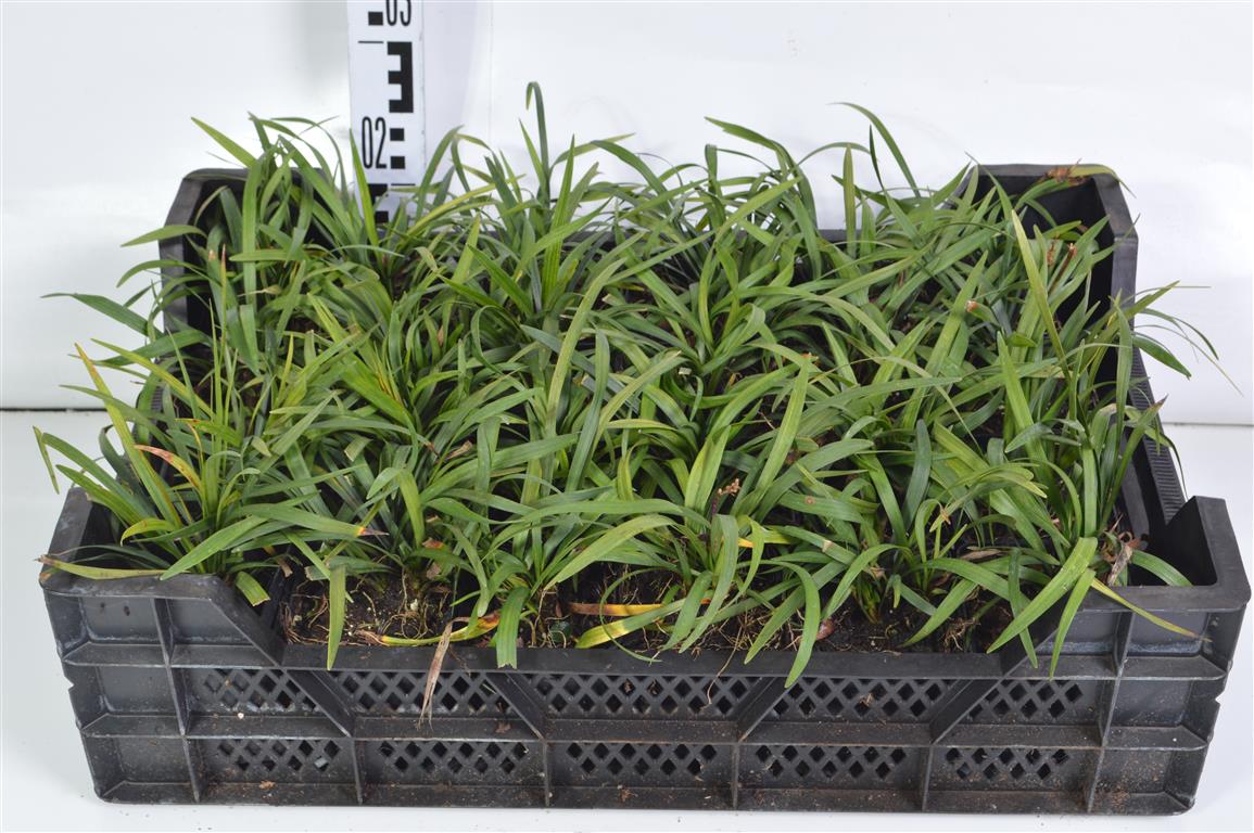 Liriope muscari &