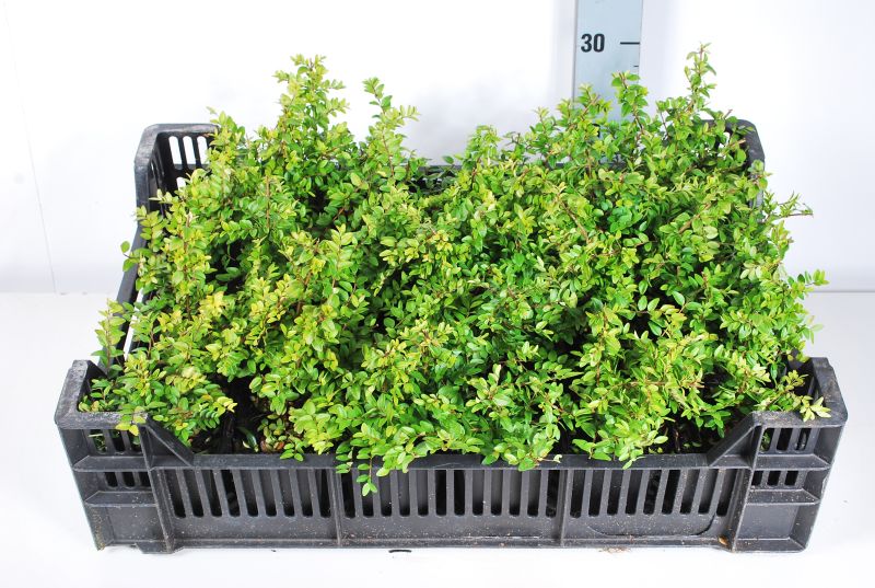 Lonicera nitida &