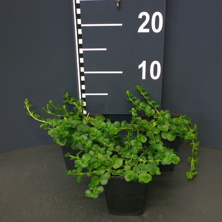 Lysimachia nummularia 9 cm kruka