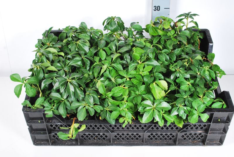 Pachysandra terminalis 9 cm kruka
