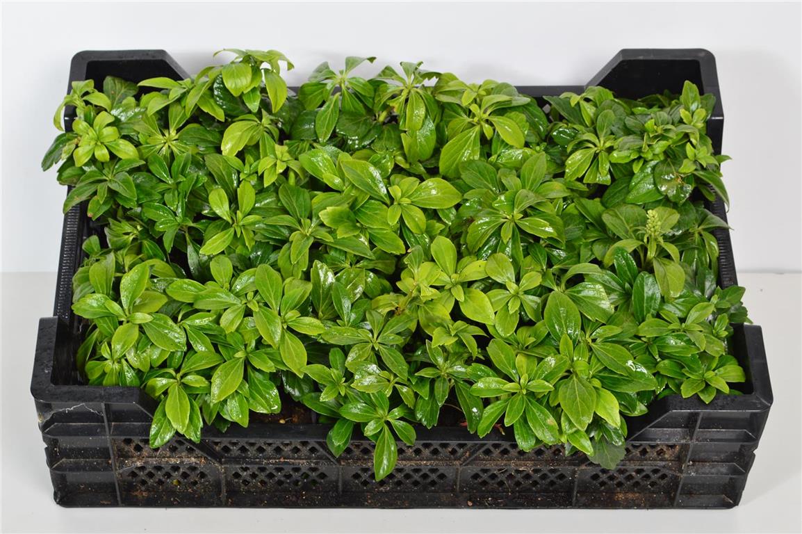 Pachysandra terminalis &