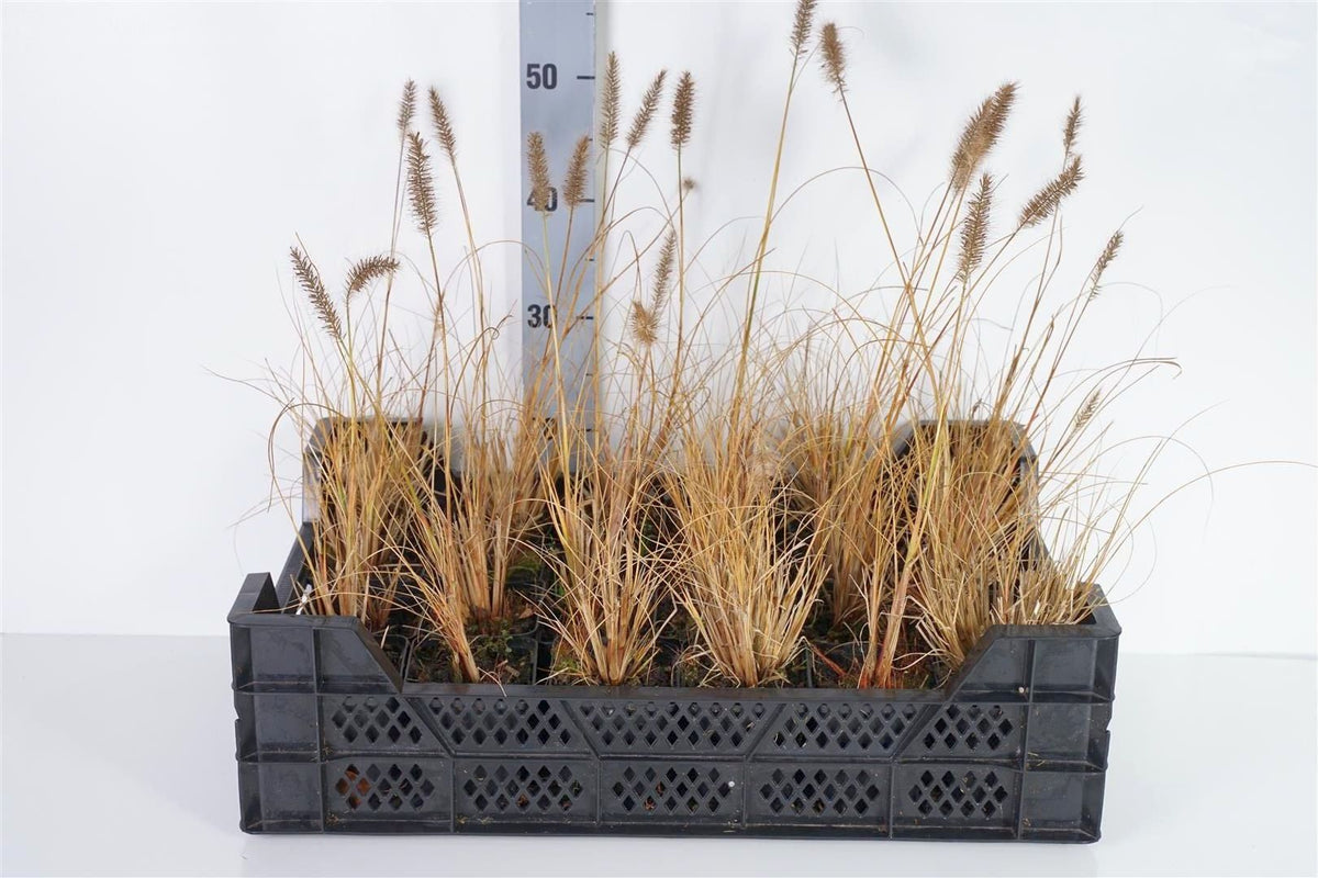 Pennisetum al. &