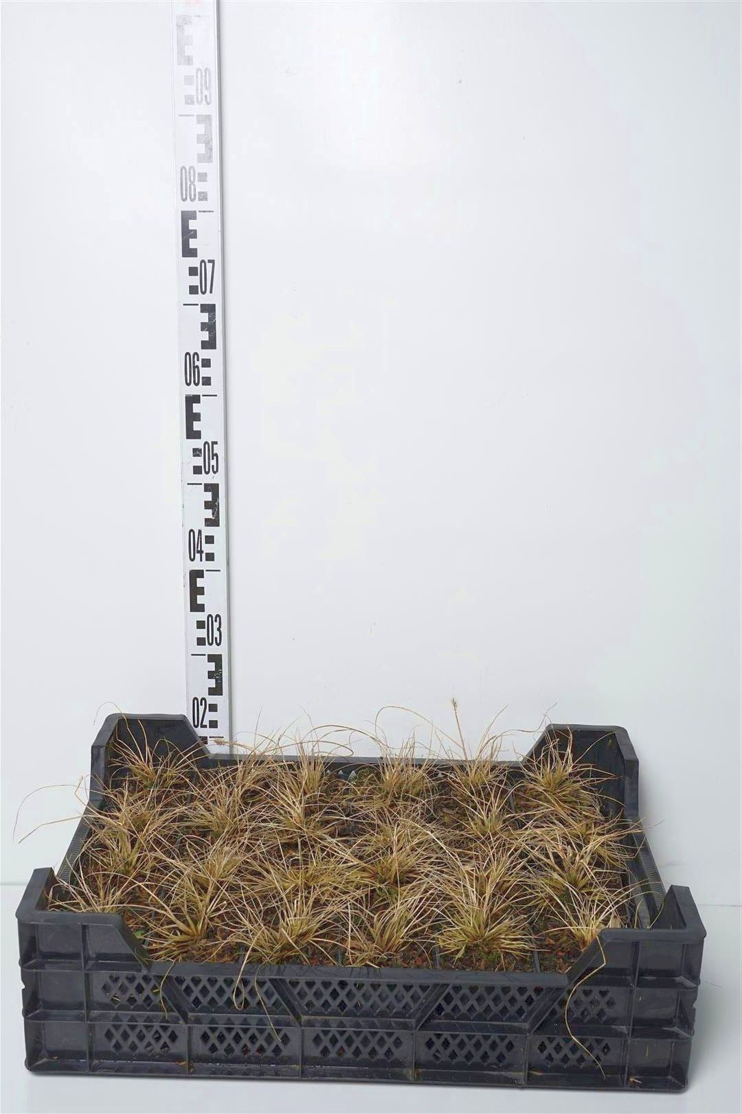 Pennisetum al. &