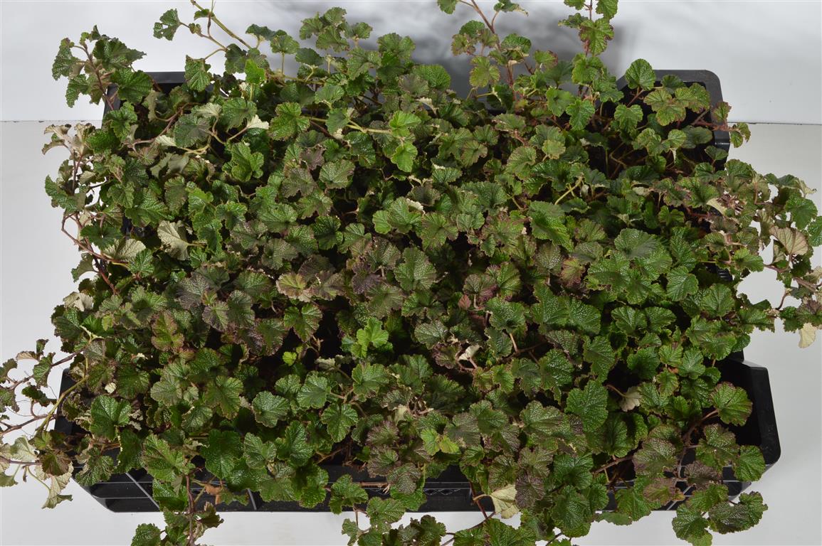 Rubus tricolor &
