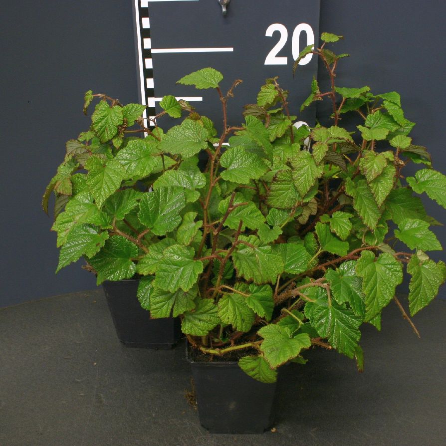Rubus tricolor C1,5 (1,5 liters kruka) 40-60 cm