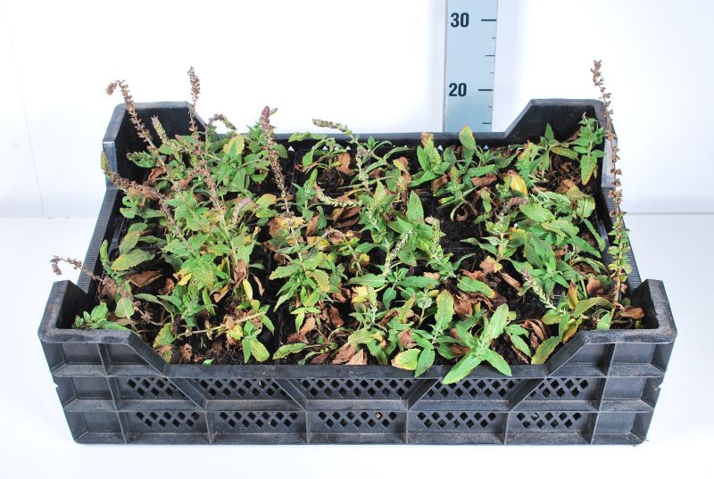 Salvia nemorosa &