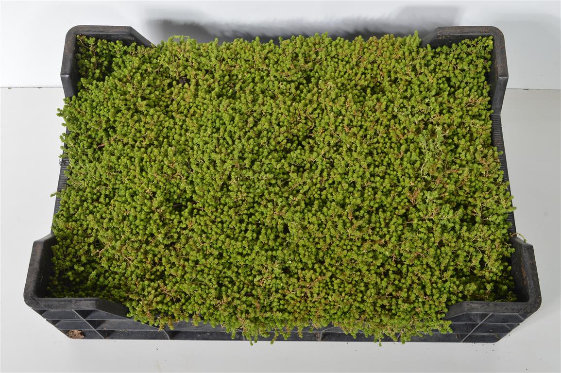 Sedum acre &