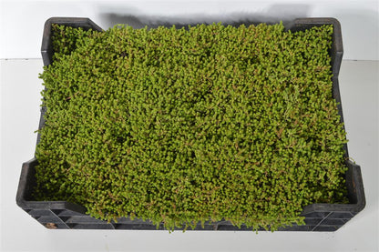 Sedum acre &