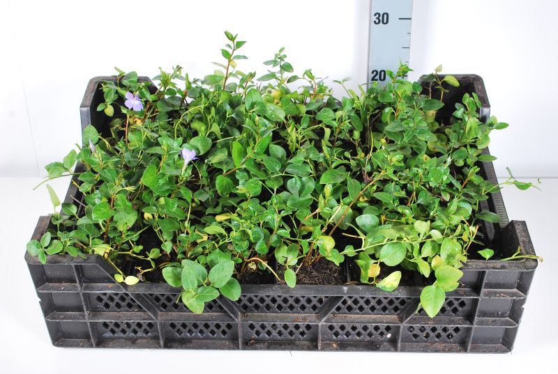 Vinca major 9 cm kruka