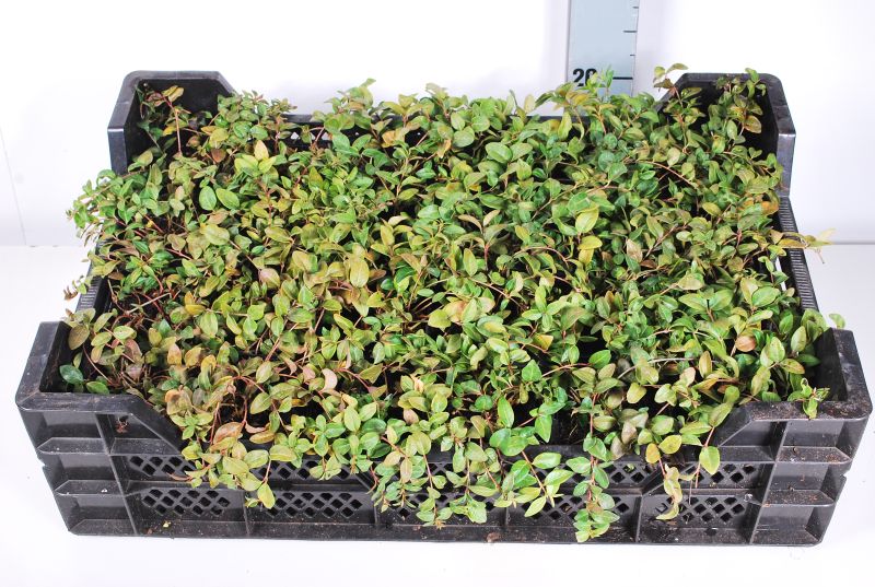 Vinca minor &