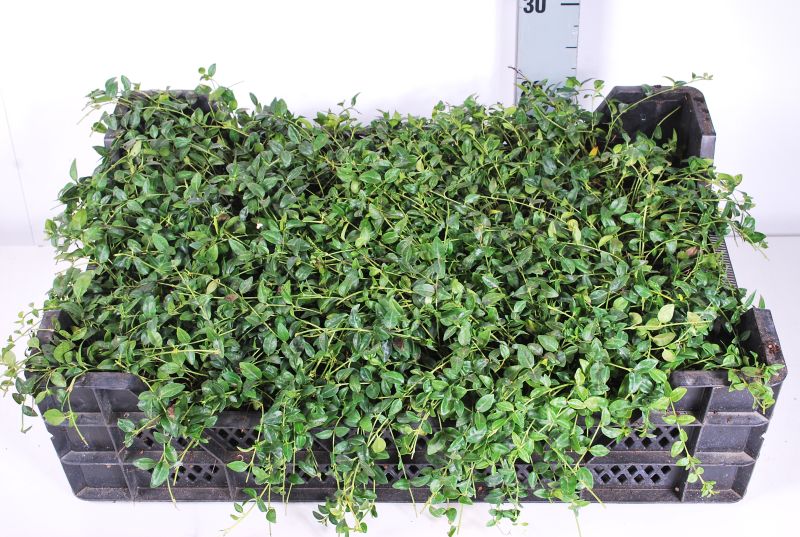 Vinca minor &
