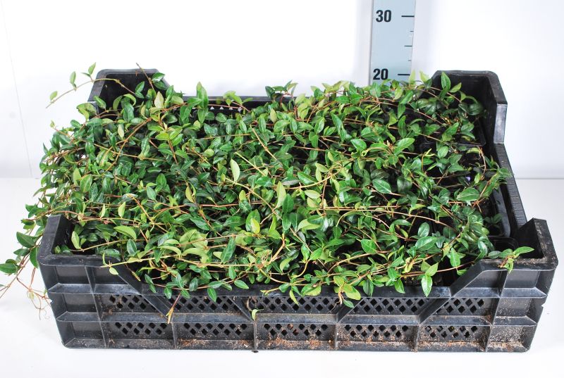Vinca minor P9 (9 cm kruka)
