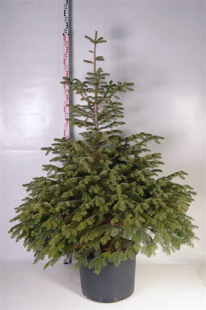 Abies nordmanniana C50 (50 liters kruka) 150-175 cm