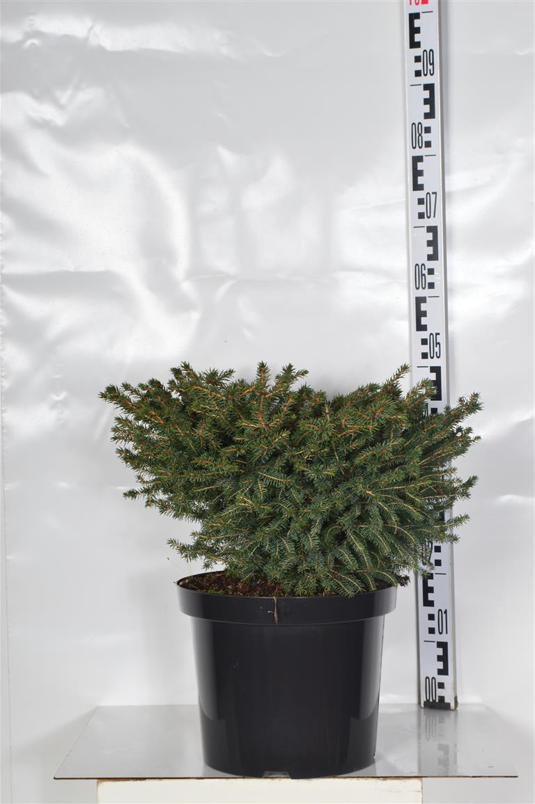Picea abies &