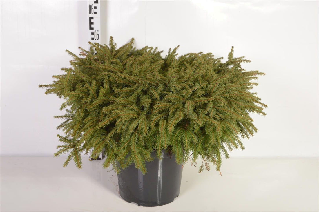 Picea abies &