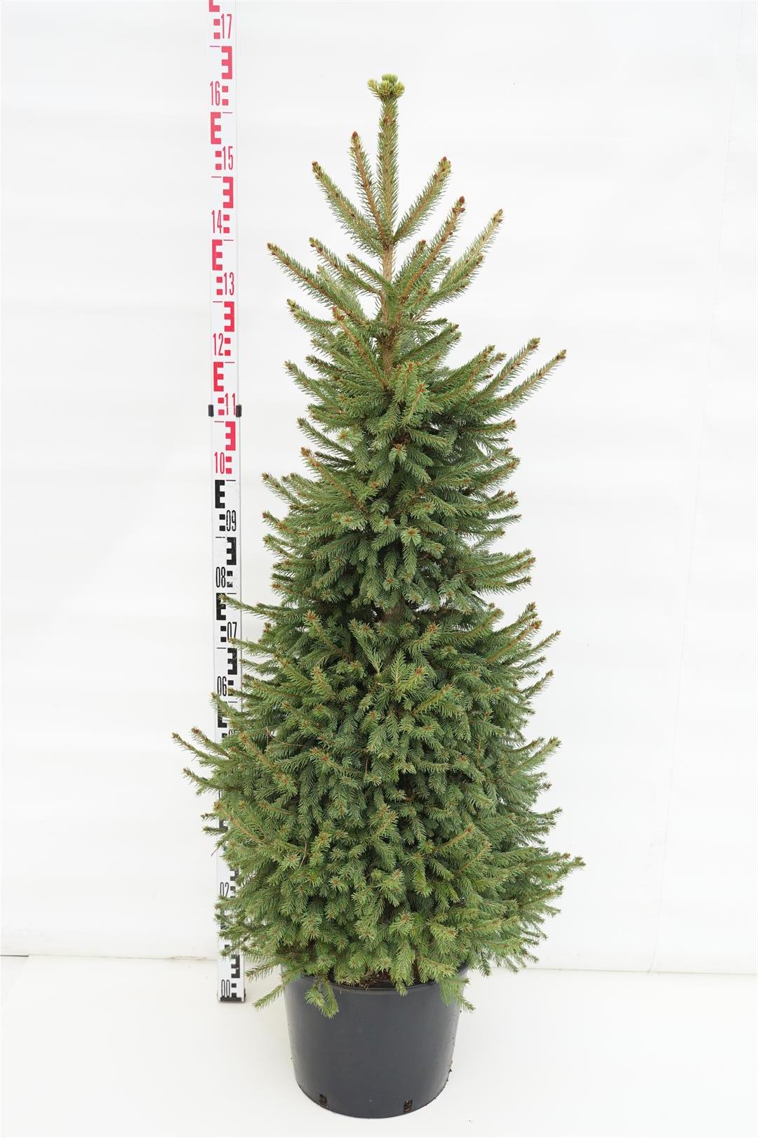 Picea abies &