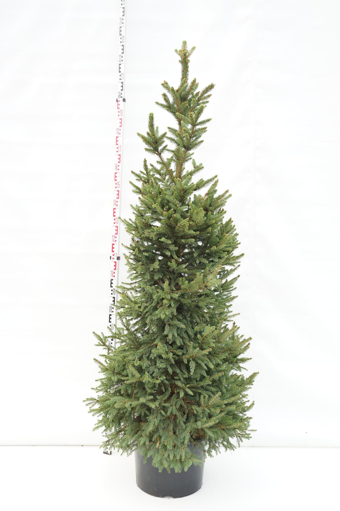 Picea abies &