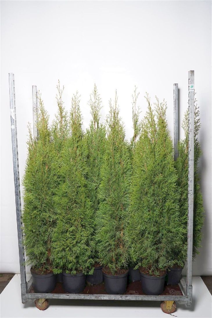 Thuja occidentalis &