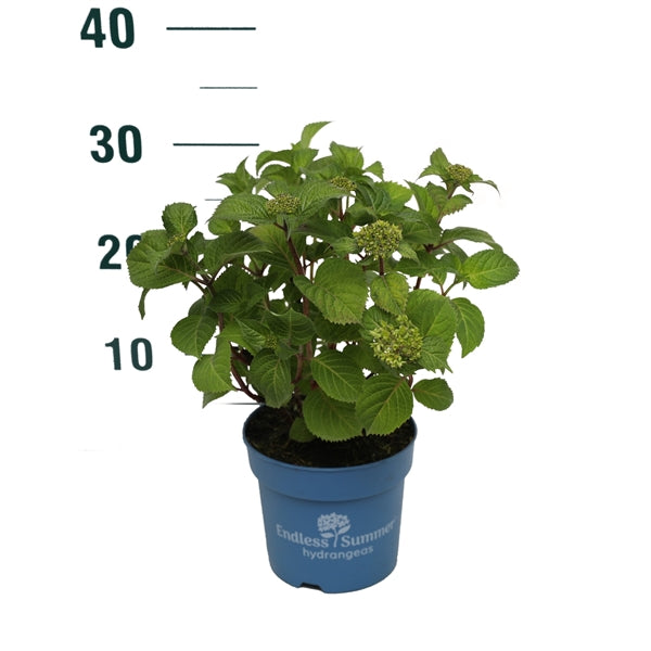 Hydrangea Endless Summer BloomStar® Blue C1,5 (1,5 liters kruka) 15-20 cm