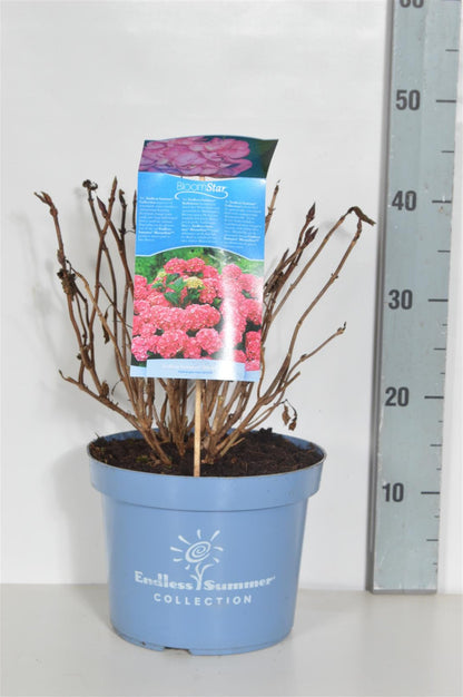 Hydrangea Endless Summer BloomStar® Pink C5 (5 liters kruka) / 23 cm kruka 25-30 cm