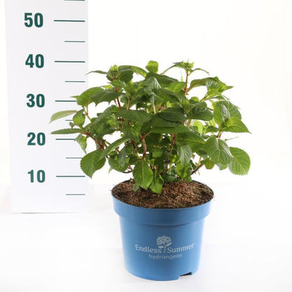 Hydrangea Endless Summer BloomStar® Pink C5 (5 liters kruka) / 23 cm kruka 25-30 cm