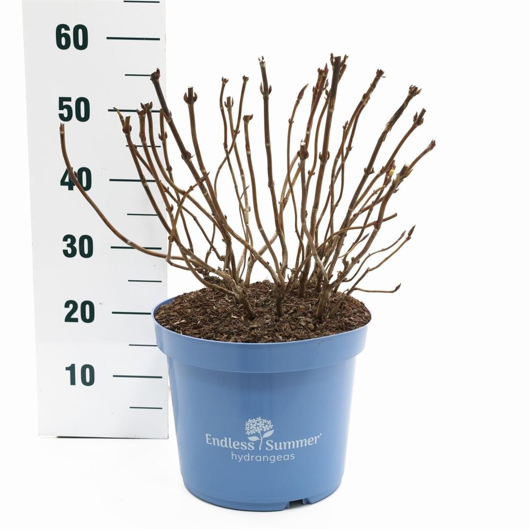 Hydrangea Endless Summer® BloomStar® Pink C10 (10 liters kruka)