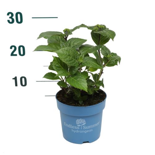 Hydrangea Endless Summer® Pop Star® Blue C1,5 (1,5 liters kruka) 10-15 cm