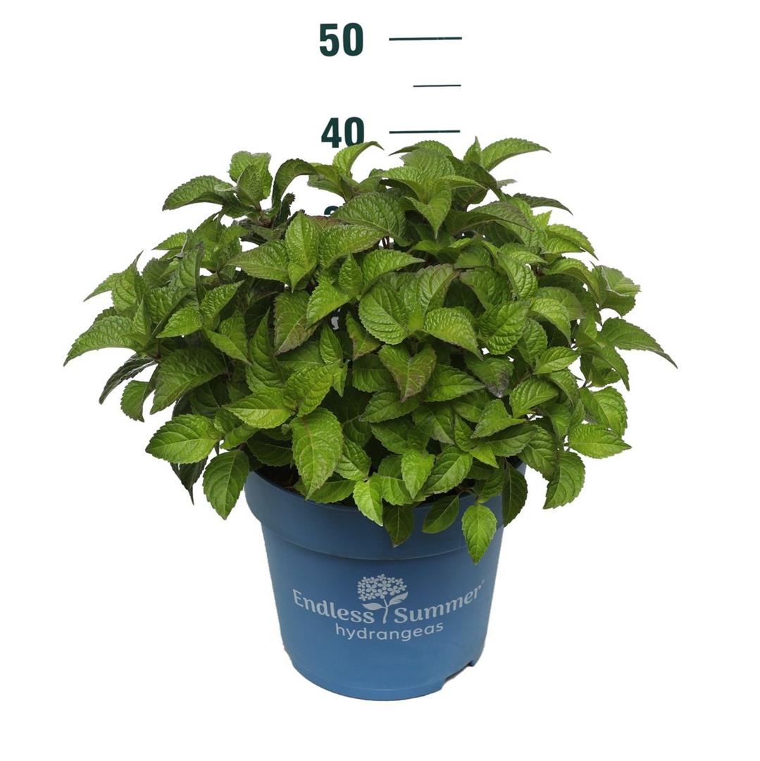Hydrangea Endless Summer® Pop Star® Blue C10 (10 liters kruka)