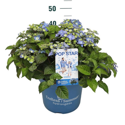 Hydrangea Endless Summer® Pop Star® Blue C10 (10 liters kruka)