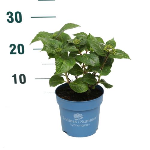 Hydrangea Endless Summer Pop Star® Pink C1,5 (1,5 liters kruka) 10-15 cm