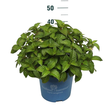Hydrangea Endless Summer® Pop Star® Pink C10 (10 liters kruka)