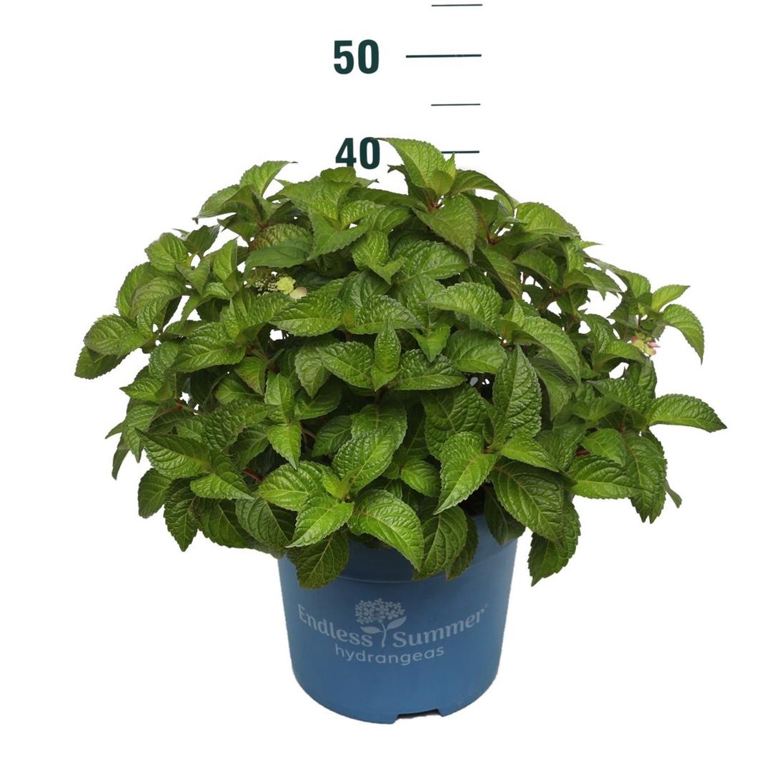 Hydrangea Endless Summer Pop Star® Pink C10 (10 liters kruka)