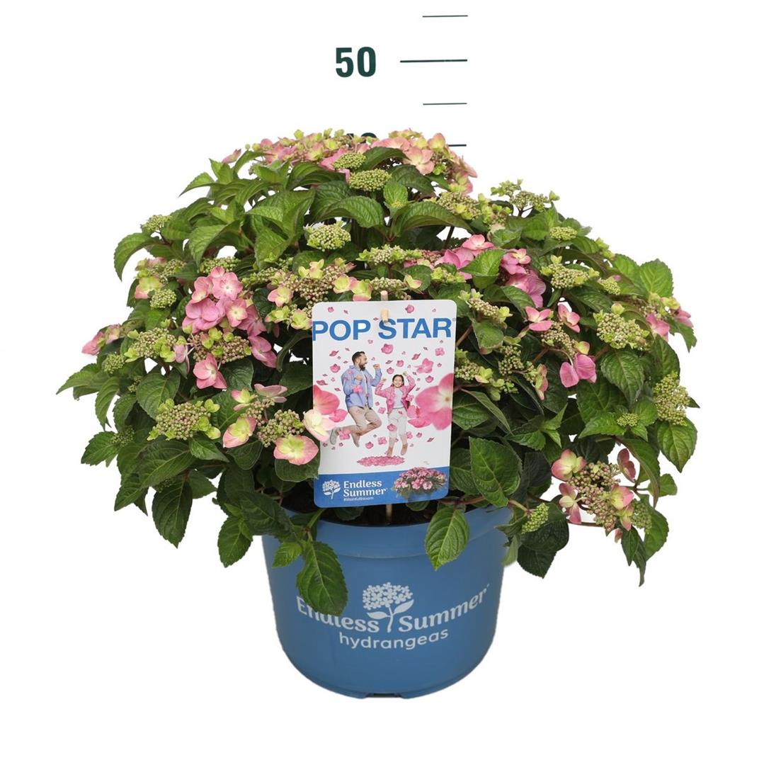Hydrangea Endless Summer® Pop Star® Pink C10 (10 liters kruka)