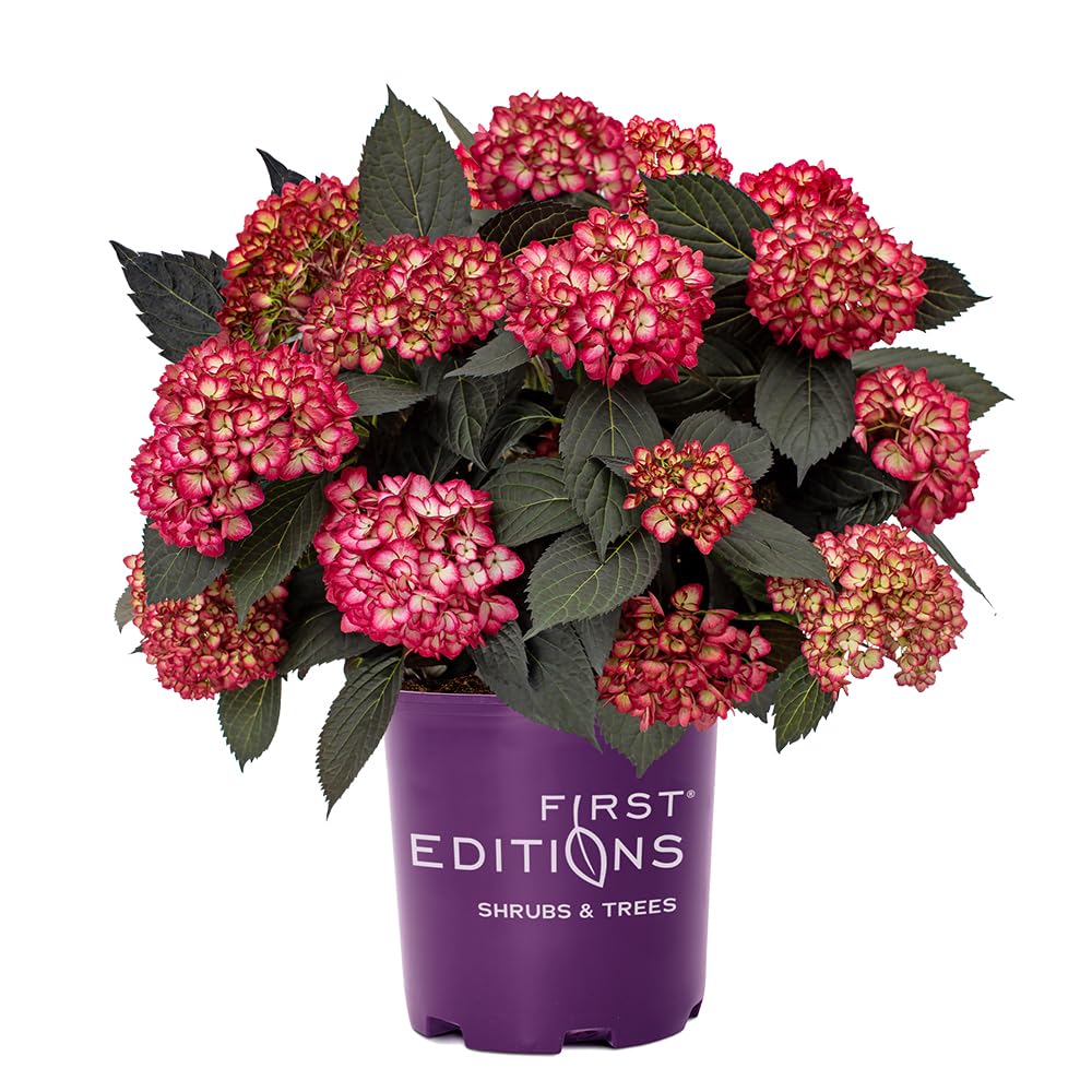 Hydrangea macrophylla &