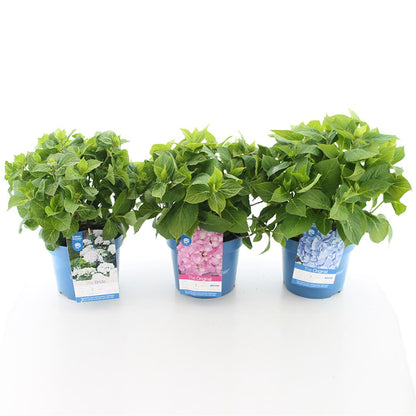 Hydrangea Endless Summer The Bride® White C5 (5 liters kruka) 25-30 cm