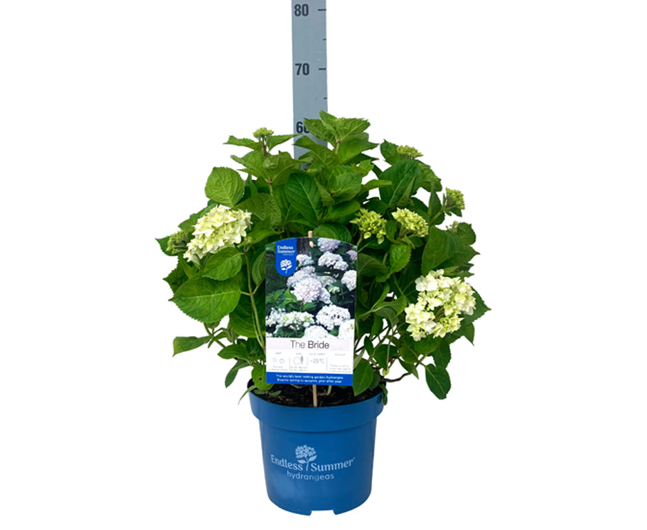 Hydrangea Endless Summer The Bride® White C5 (5 liters kruka) 25-30 cm