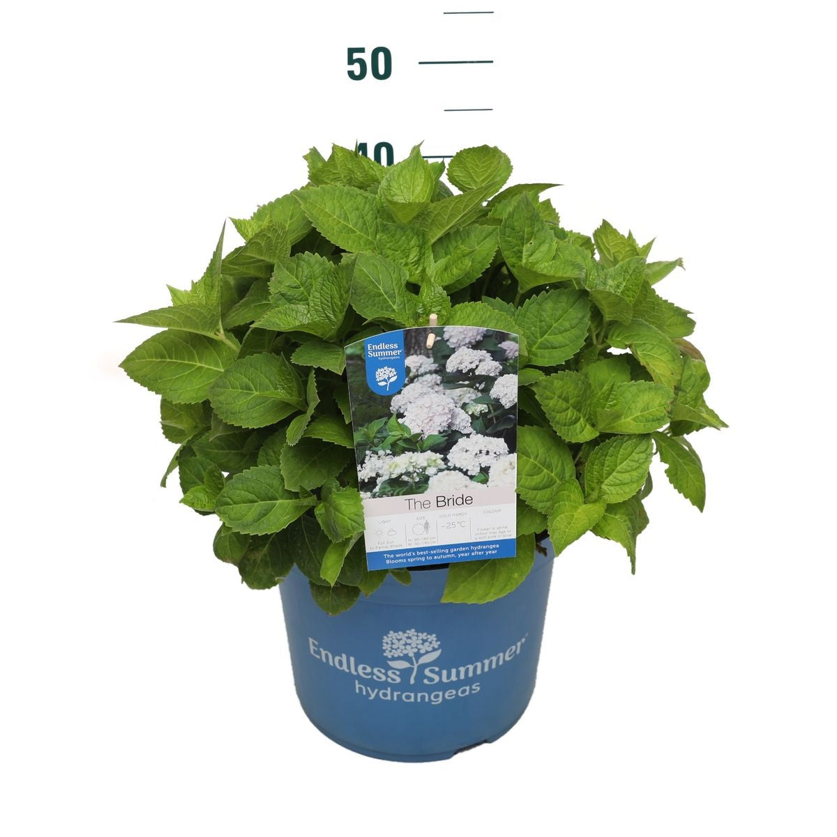 Hydrangea Endless Summer® &