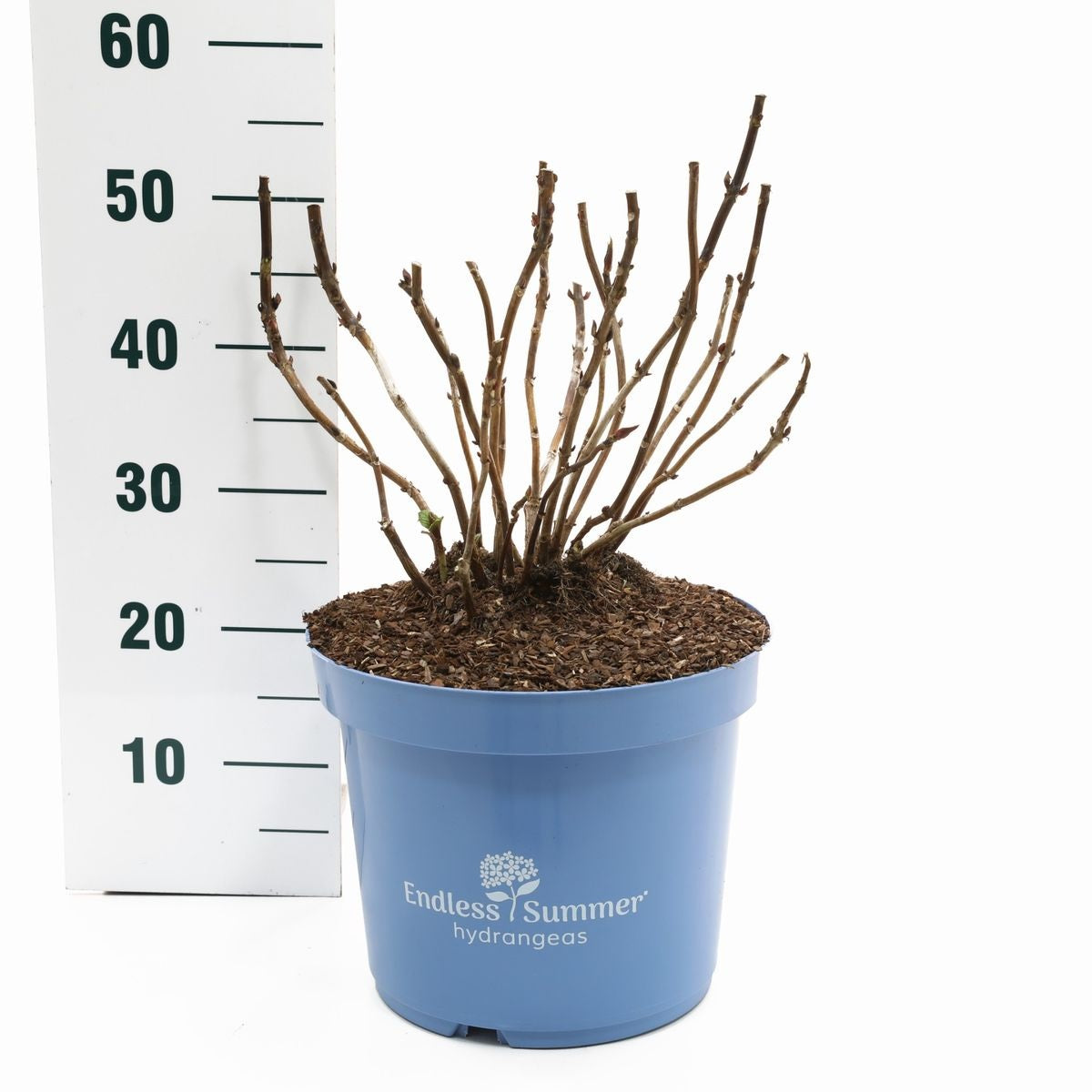 Hydrangea Endless Summer® Summer Love® Purple C10 (10 liters kruka)