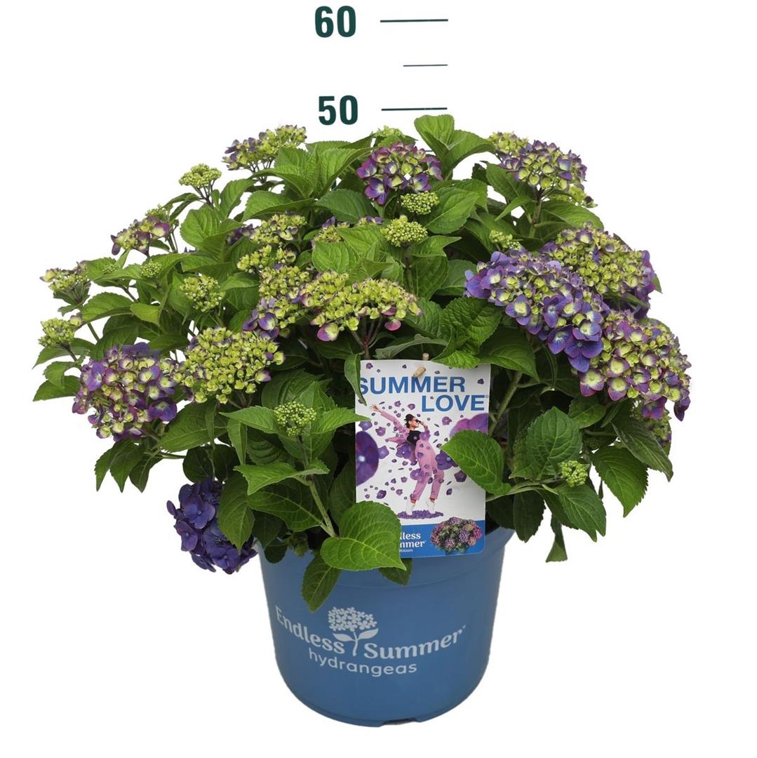 Hydrangea Endless Summer Summer Love® Purple C10 (10 liters kruka)